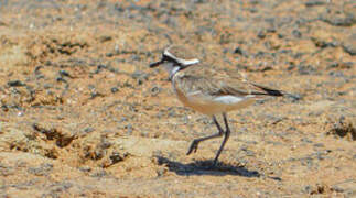 Madagascar Plover