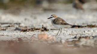 White-fronted Plover