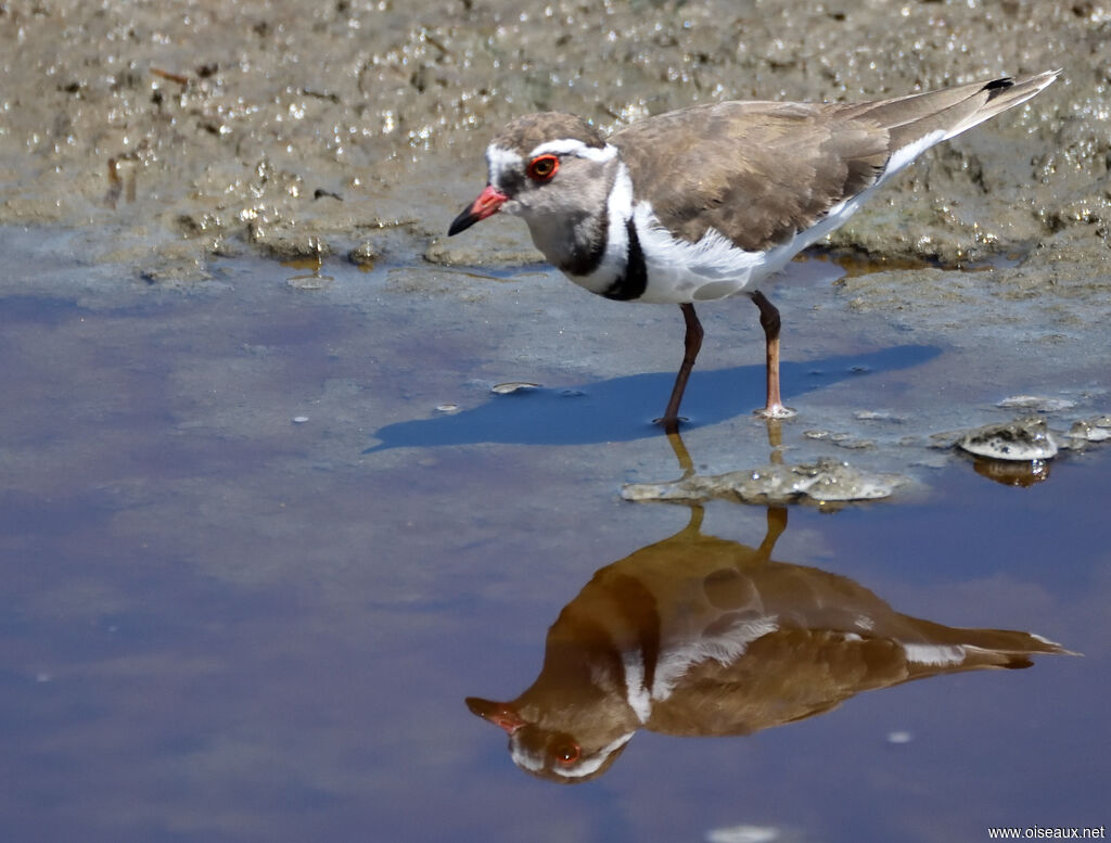 Three-banded Plover