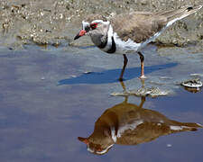 Three-banded Plover