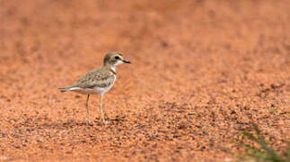 Collared Plover