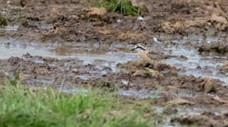 Kittlitz's Plover