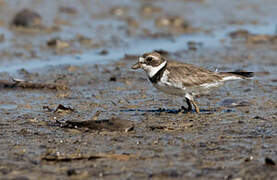 Semipalmated Plover