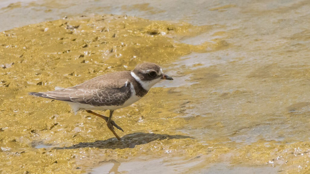 Semipalmated Plover