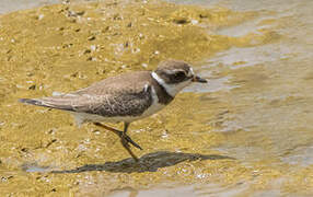 Semipalmated Plover