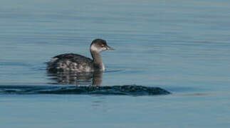 Black-necked Grebe