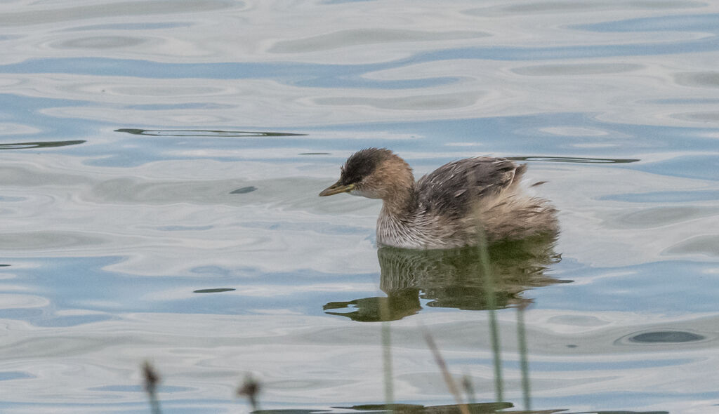 Little Grebe