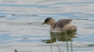 Little Grebe