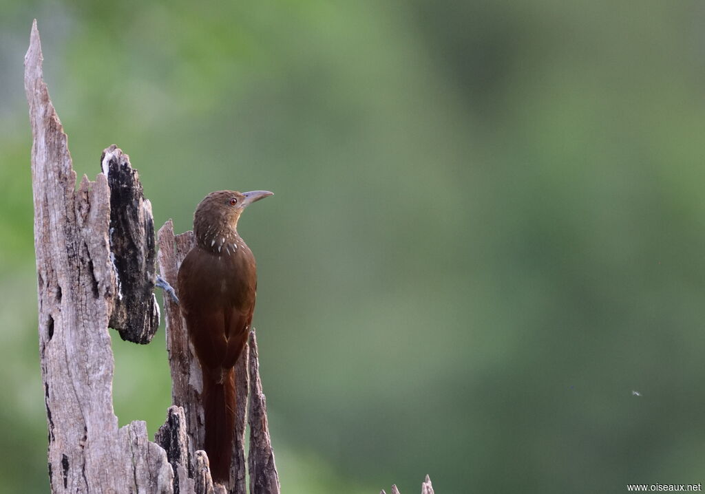 Cinnamon-throated Woodcreeper