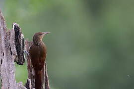 Cinnamon-throated Woodcreeper