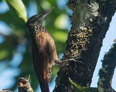 Straight-billed Woodcreeper