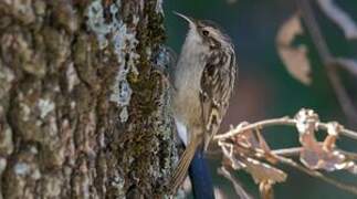 Short-toed Treecreeper