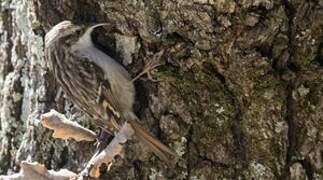 Short-toed Treecreeper