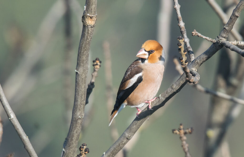 Hawfinch