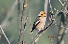 Hawfinch