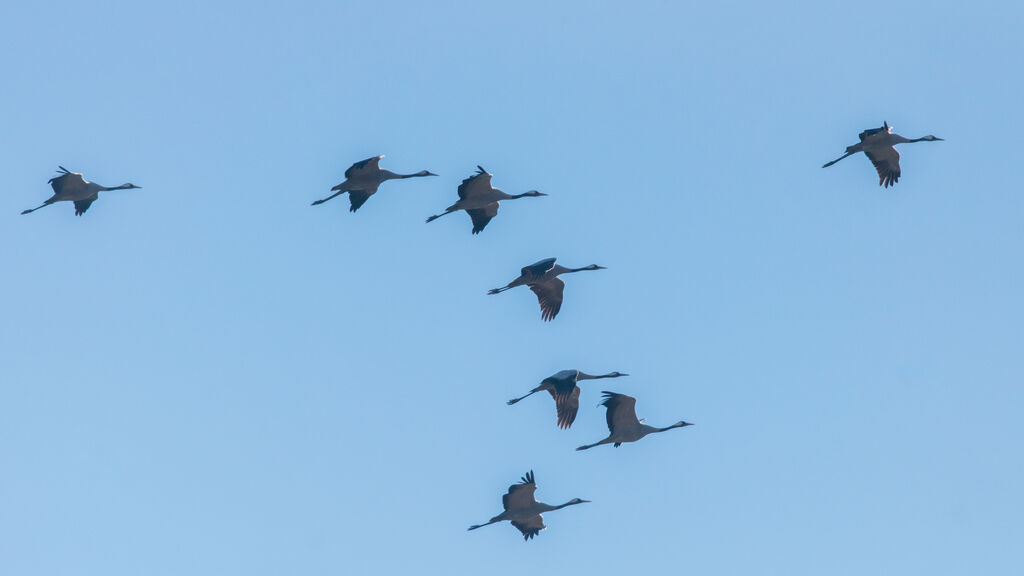 Grue cendrée