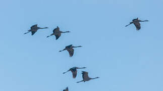 Common Crane