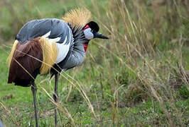 Grey Crowned Crane