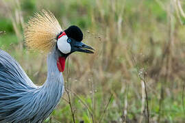 Grey Crowned Crane