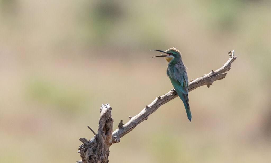 Blue-breasted Bee-eater