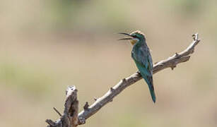 Blue-breasted Bee-eater