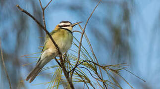 White-throated Bee-eater