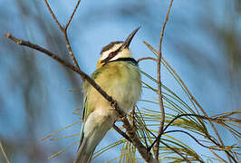 White-throated Bee-eater