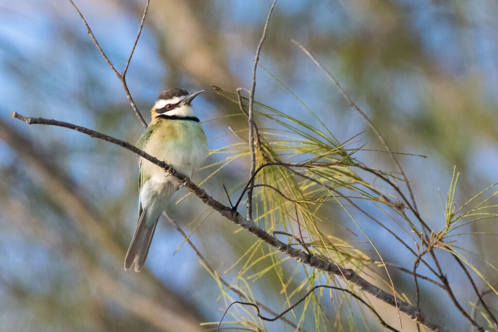 White-throated Bee-eater