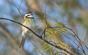 White-throated Bee-eater