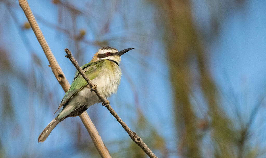 White-throated Bee-eater