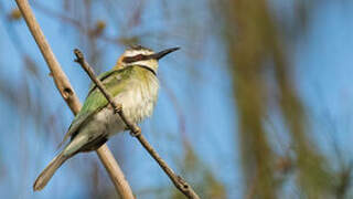 White-throated Bee-eater