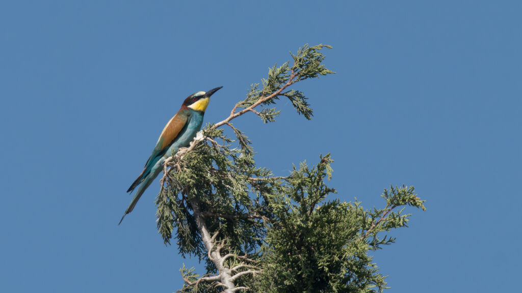 European Bee-eater