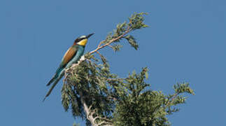 European Bee-eater