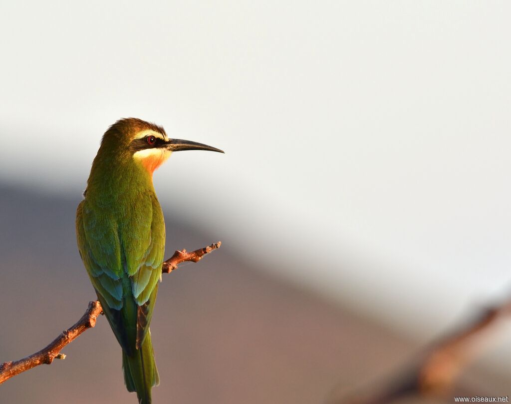 Olive Bee-eater