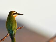 Olive Bee-eater