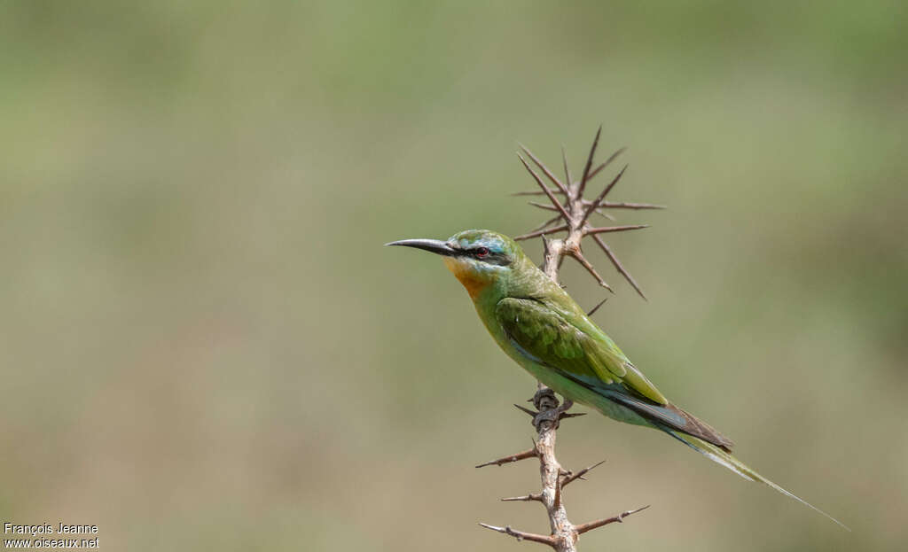 Blue-cheeked Bee-eater