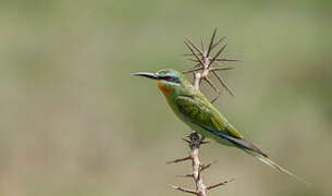 Blue-cheeked Bee-eater