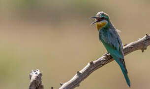 Blue-cheeked Bee-eater