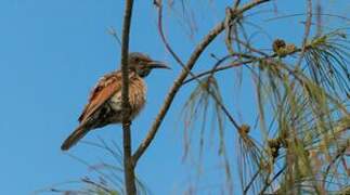 Northern Carmine Bee-eater