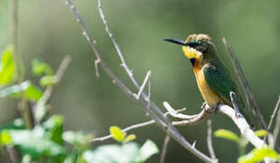 Little Bee-eater