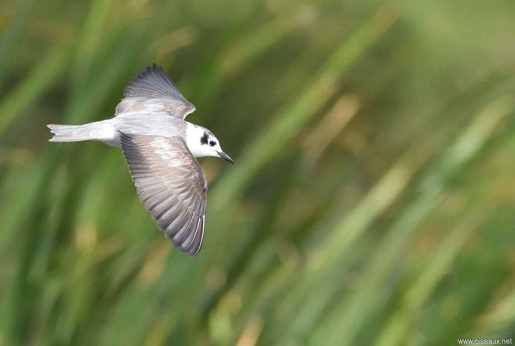 White-winged Tern