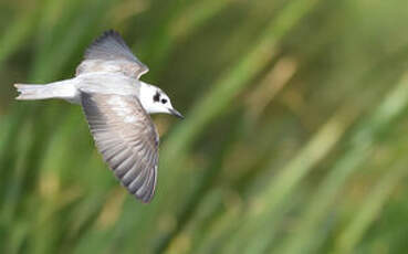 Guifette leucoptère