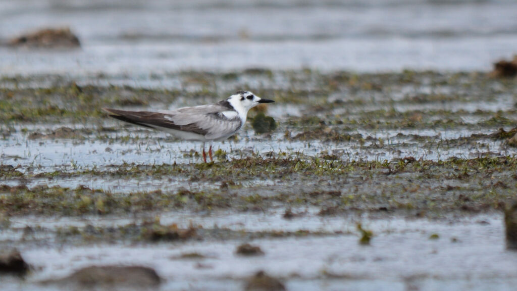 White-winged Tern