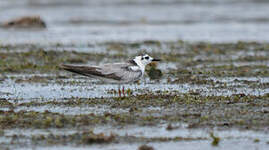 Guifette leucoptère