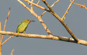 Purple Honeycreeper