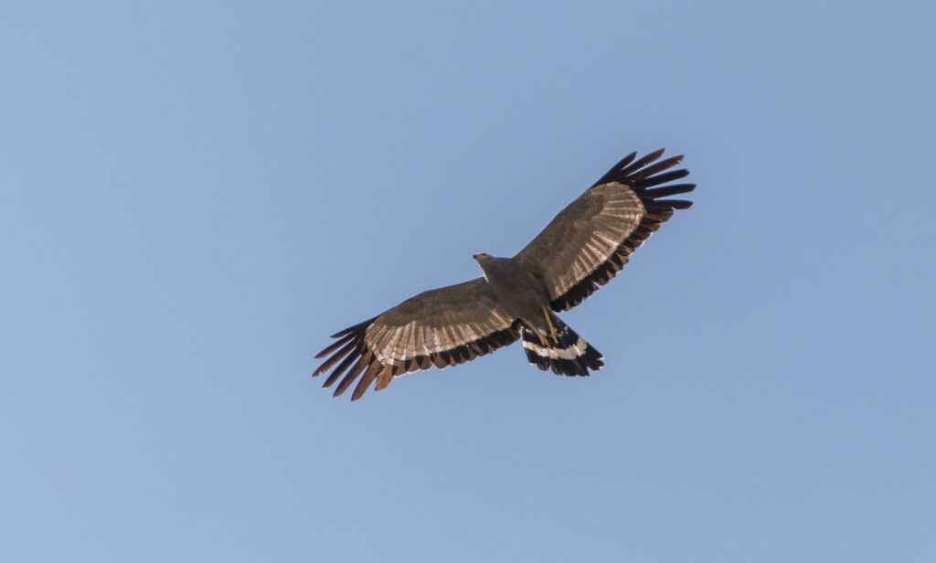 African Harrier-Hawk