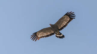 African Harrier-Hawk