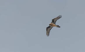 Bearded Vulture