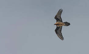 Bearded Vulture