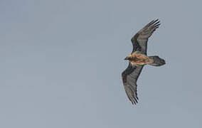 Bearded Vulture